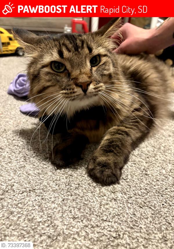 Lost Male Cat last seen 3rd St and Flormann St, Rapid City, SD 57701