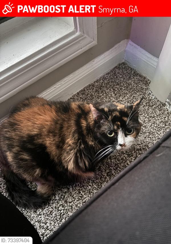 Lost Female Cat last seen Inside Building 8 Apt 808, Smyrna, GA 30080