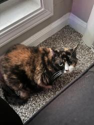Lost Female Cat last seen Inside Building 8 Apt 808, Smyrna, GA 30080