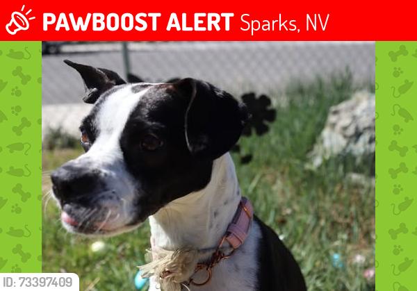Lost Female Dog last seen probasco and greenbrae, Sparks, NV 89431