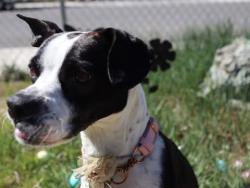 Lost Female Dog last seen probasco and greenbrae, Sparks, NV 89431