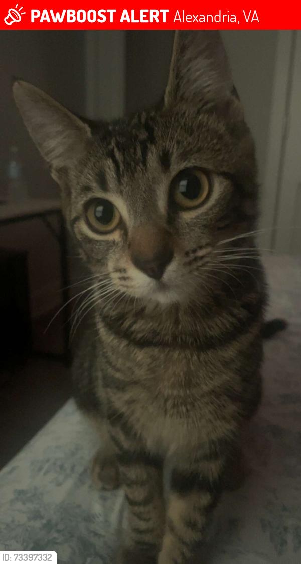 Lost Female Cat last seen Near Creekside Village, Alexandria, VA, Alexandria, VA 22306