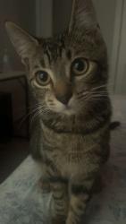 Lost Female Cat last seen Near Creekside Village, Alexandria, VA, Alexandria, VA 22306