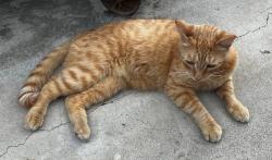 Found/Stray Male Cat last seen Chapman and Bradford, Placentia, CA 92870