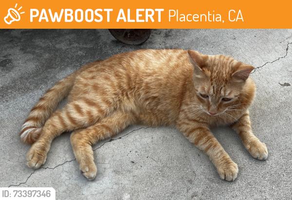 Found/Stray Male Cat last seen Chapman and Bradford, Placentia, CA 92870