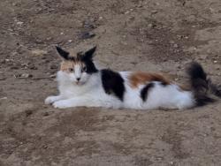 Reunited Female Cat last seen Rio Grande dr, Antioch, CA 94509