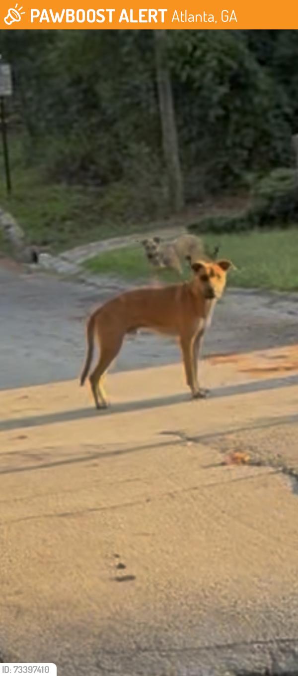 Found/Stray Unknown Dog last seen Shantel trail, cascade road, Atlanta, GA 30311