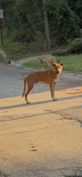 Found/Stray Unknown Dog last seen Shantel trail, cascade road, Atlanta, GA 30311