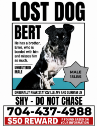 Lost Male Dog last seen Statesville avenie, Charlotte, NC 28269