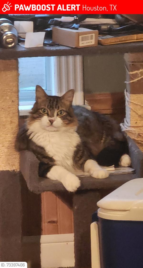Lost Male Cat last seen Orange show. Smither park, Houston, TX 77023