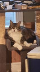 Lost Male Cat last seen Orange show. Smither park, Houston, TX 77023