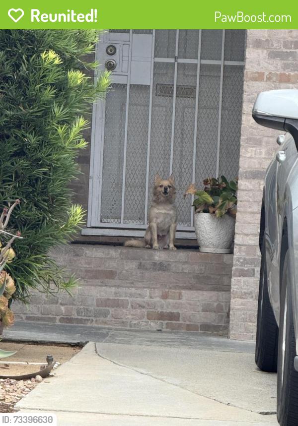 Reunited Unknown Dog last seen Horton Ave . & Brunache St., Downey, CA 90242