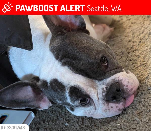 Lost Female Dog last seen 19th and Brandon, Seattle, WA 98106