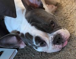 Lost Female Dog last seen 19th and Brandon, Seattle, WA 98106
