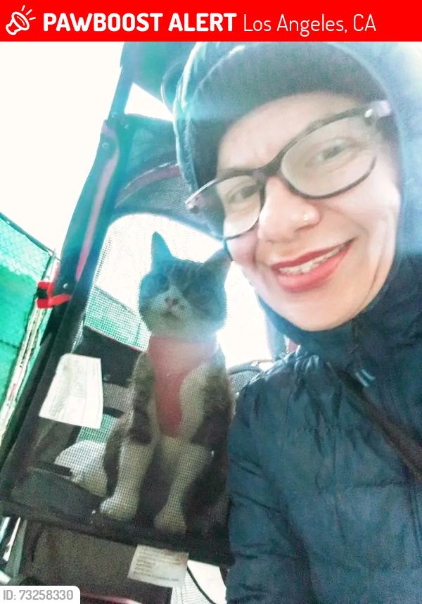 Lost Female Cat last seen Near marmion way L.a 90065, Los Angeles, CA 90065