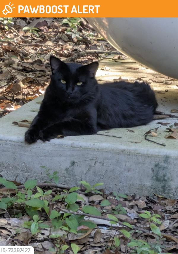 Found/Stray Unknown Cat last seen Hwy 95a and Eden Lane, North Northwest Pensacola, FL 32533
