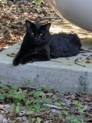Found/Stray Unknown Cat last seen Hwy 95a and Eden Lane, North Northwest Pensacola, FL 32533