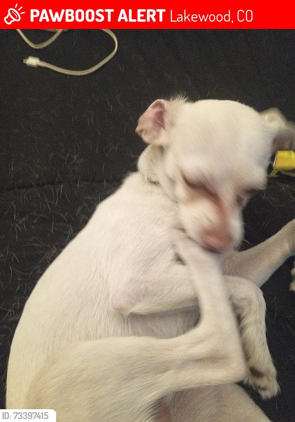 Lost Male Dog last seen 13th and lee st, Lakewood, CO 80232