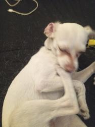Lost Male Dog last seen 13th and lee st, Lakewood, CO 80232