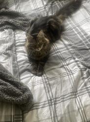 Reunited Male Cat last seen Redan Road, North Town, England GU12 4DR