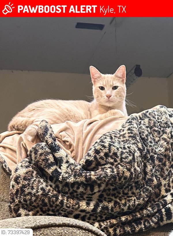 Lost Male Cat last seen Huber ln, Kyle, TX 78640