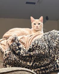 Lost Male Cat last seen Huber ln, Kyle, TX 78640