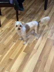Reunited Male Dog last seen Hatillo and Chase, Los Angeles, CA 91306