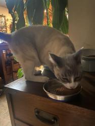 Reunited Female Cat last seen Jade Coast Road and Parkdale Avenue, San Diego, CA 92126