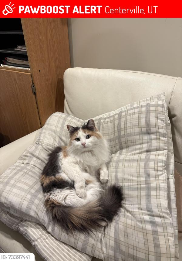 Lost Female Cat last seen Pony express way, frontage road, Centerville ball park, Centerville, UT 84014