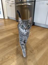 Lost Male Cat last seen Beiko ave, Winnipeg, MB 