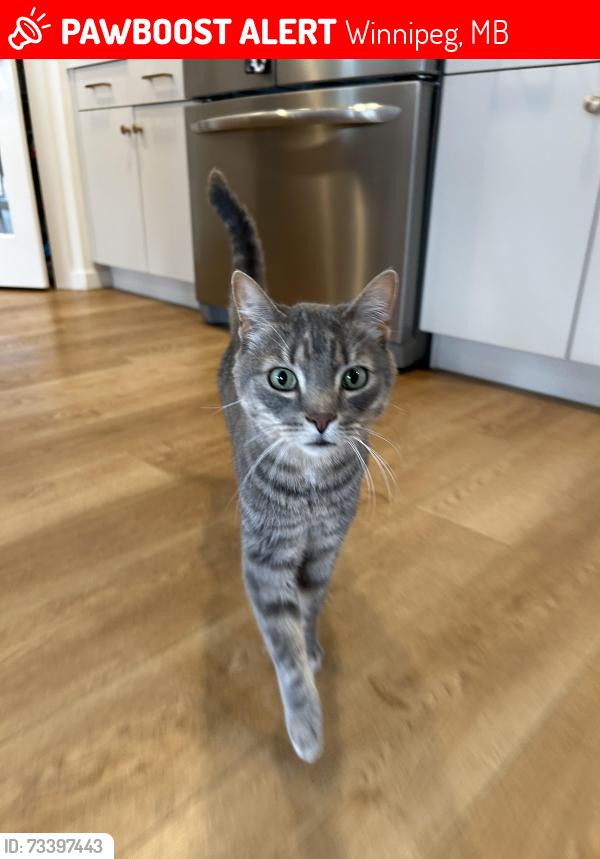 Lost Male Cat last seen Beiko ave, Winnipeg, MB 