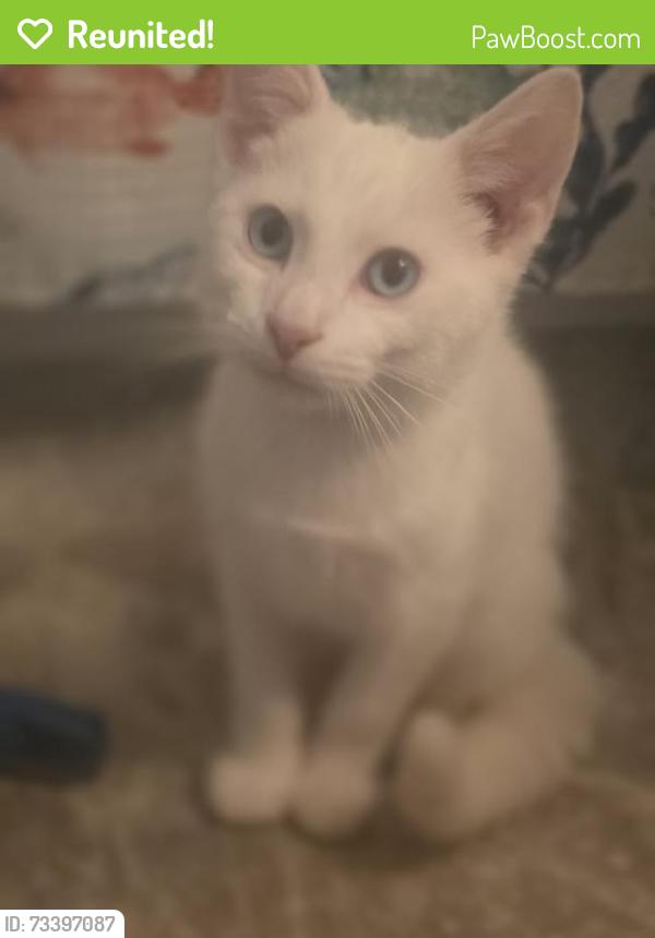 Reunited Male Cat last seen W Grant St. Houston Pa 15342, Houston, PA 15342