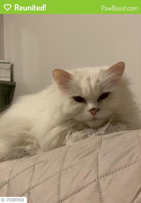 Reunited Female Cat last seen Broad St, Nashua, NH 03063
