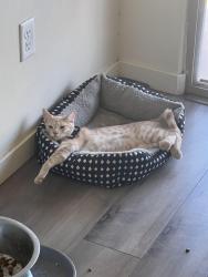 Lost Female Cat last seen Yedra rd and Víctor dr in Star Valley, Tucson, AZ 85757
