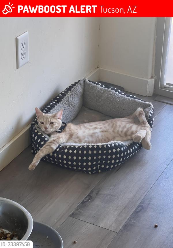 Lost Female Cat last seen Yedra rd and Víctor dr in Star Valley, Tucson, AZ 85757