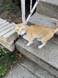 Lost Male Cat last seen N neenah ave, Chicago, IL 60634