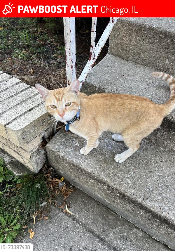 Lost Male Cat last seen N neenah ave, Chicago, IL 60634