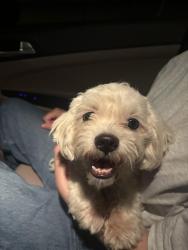 Reunited Male Dog last seen The Parkway near Telegraph, Alexandria, VA 22310