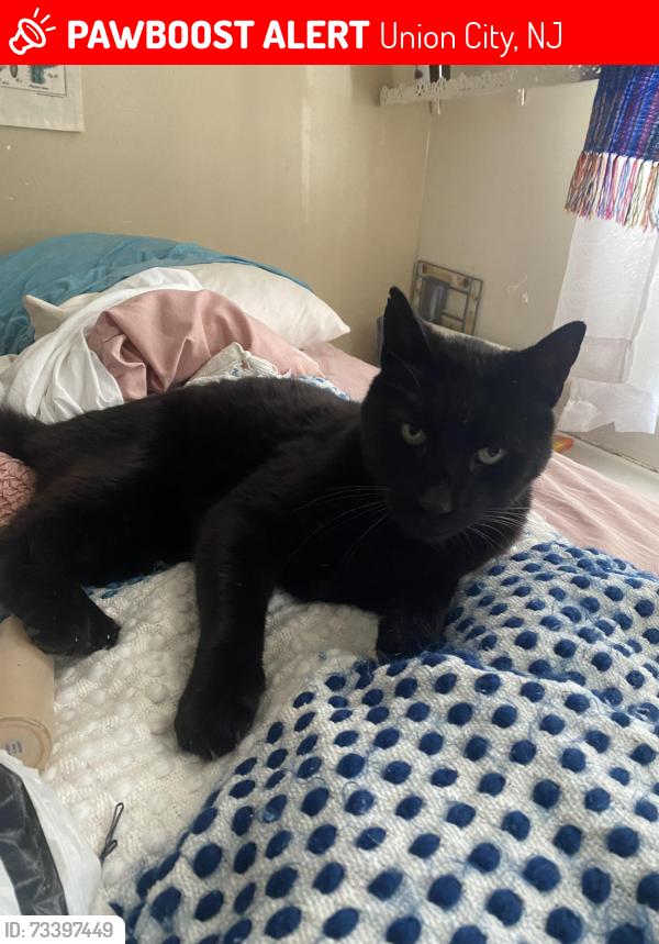 Lost Male Cat last seen 13th street between central and summit Ave, Union City, NJ 07087