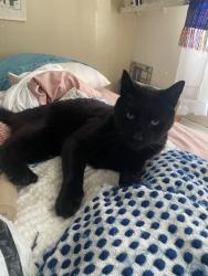 Lost Male Cat last seen 13th street between central and summit Ave, Union City, NJ 07087