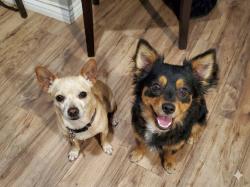 Found/Stray Male Dog last seen NE 1st Ave and Church st., Visalia, CA 93291