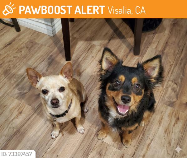 Found/Stray Male Dog last seen NE 1st Ave and Church st., Visalia, CA 93291