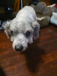 Reunited Female Dog last seen Foster & Jersey, Norwalk, CA 90650