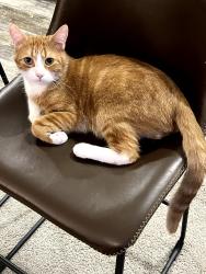 Reunited Male Cat last seen Windward Village - near hse 197 and 198, Long Beach, CA 90810