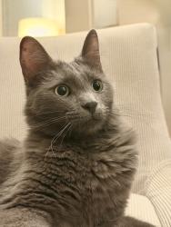Reunited Male Cat last seen Seminary Street, Napa, CA 94559