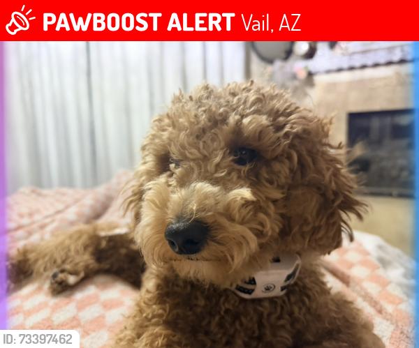 Lost Female Dog last seen Camino loma Alta and old soldier trl, Vail, AZ 85641