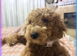 Lost Female Dog last seen Camino loma Alta and old soldier trl, Vail, AZ 85641