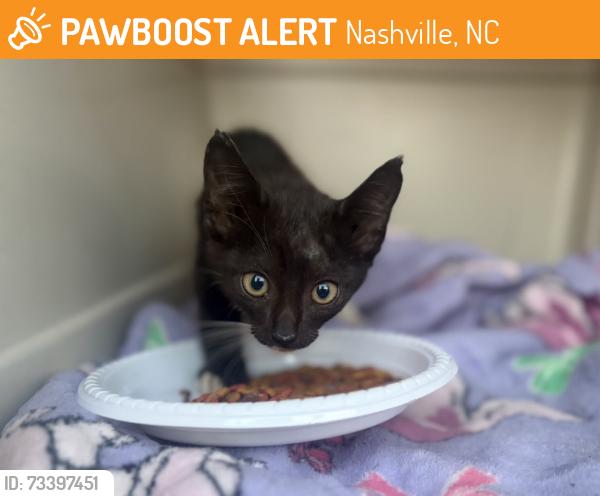 Found/Stray Male Cat last seen Near train tracks, Nashville, NC 27856