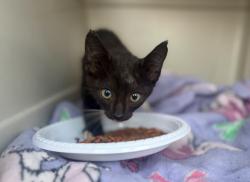 Found/Stray Male Cat last seen Near train tracks, Nashville, NC 27856
