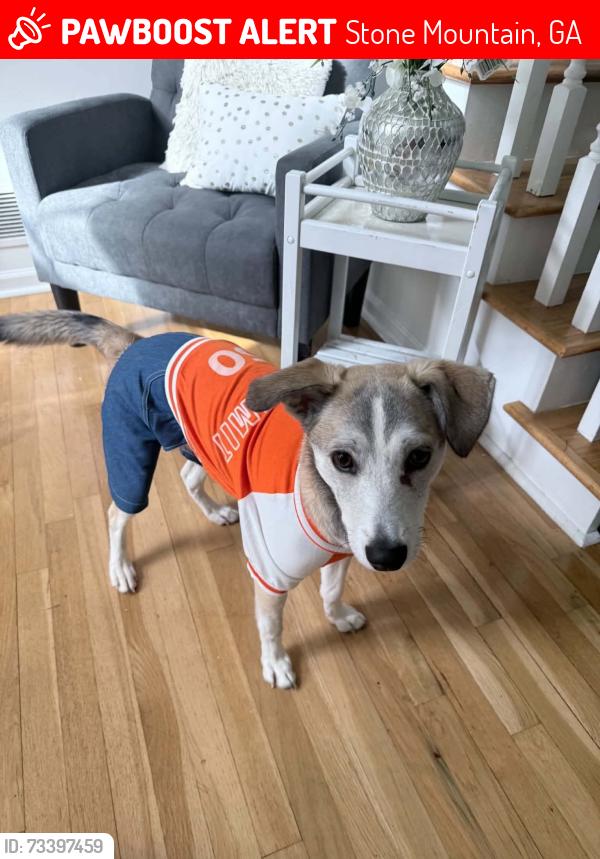 Lost Female Dog last seen Martin Rd, Mainstreet Park Dr, Stone Mountain, GA 30088
